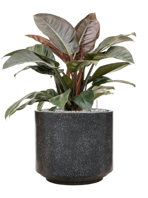 Philodendron `Imperial Red' in Baq Terrazzo Office Plant With Pot 86cm Height 41cm Dia